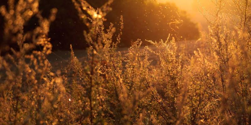 慢节奏婚恋哲学：情感咨询专家教你如何建立深度情感连接，告别快餐式爱情